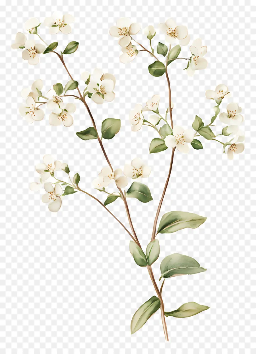 Herbe Du Scorbut En Fleurs，Fleurs Blanches PNG