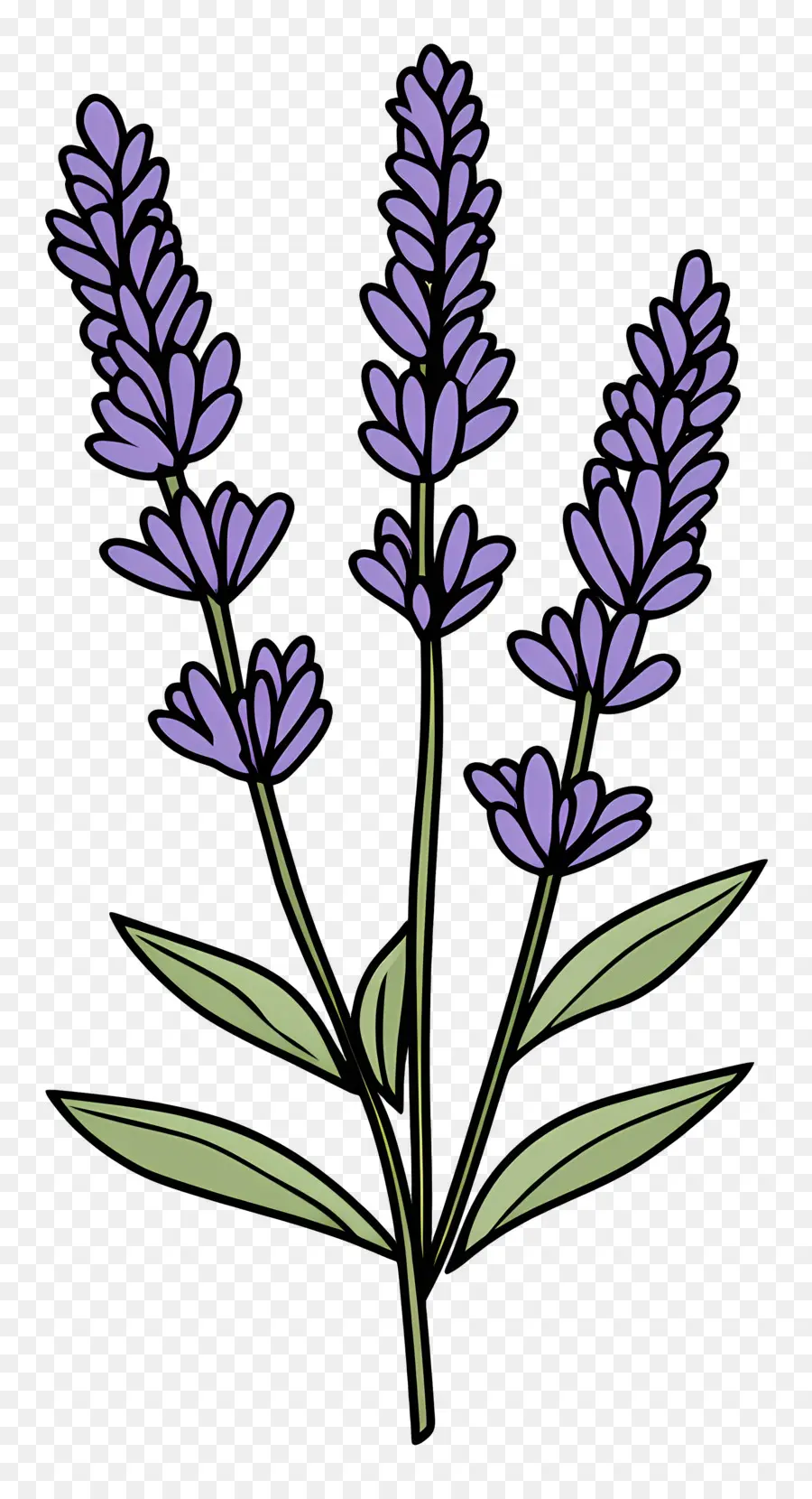 Fleur De Lavande，Lavande PNG