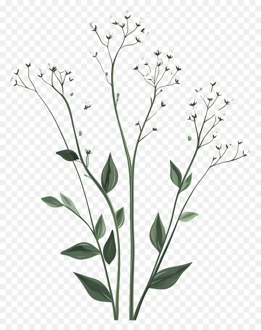 Fleur De Souffle De Bébé，Fleurs Blanches PNG