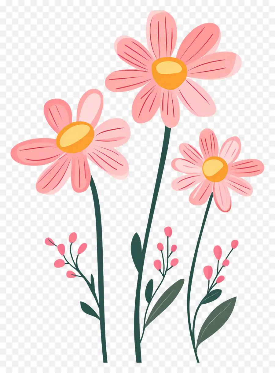 Fleurs De Marguerite Rose，Fleurs Roses PNG