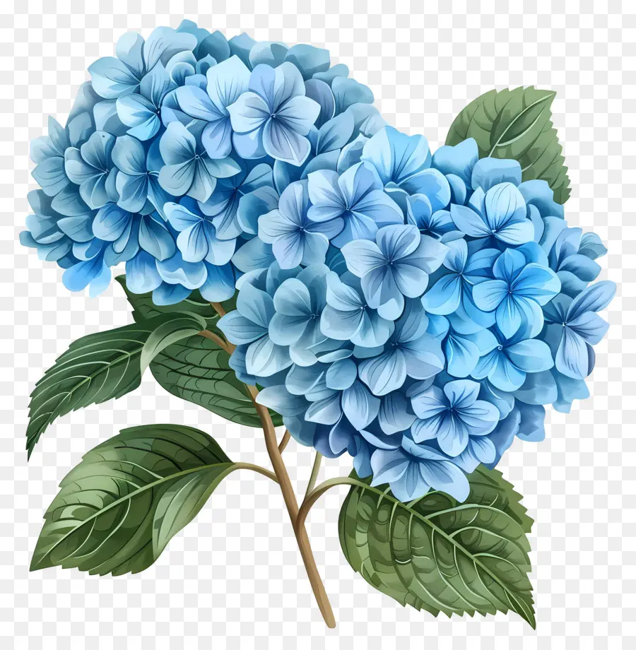 Fleur D'hortensia Bleue，Hortensia Bleu PNG