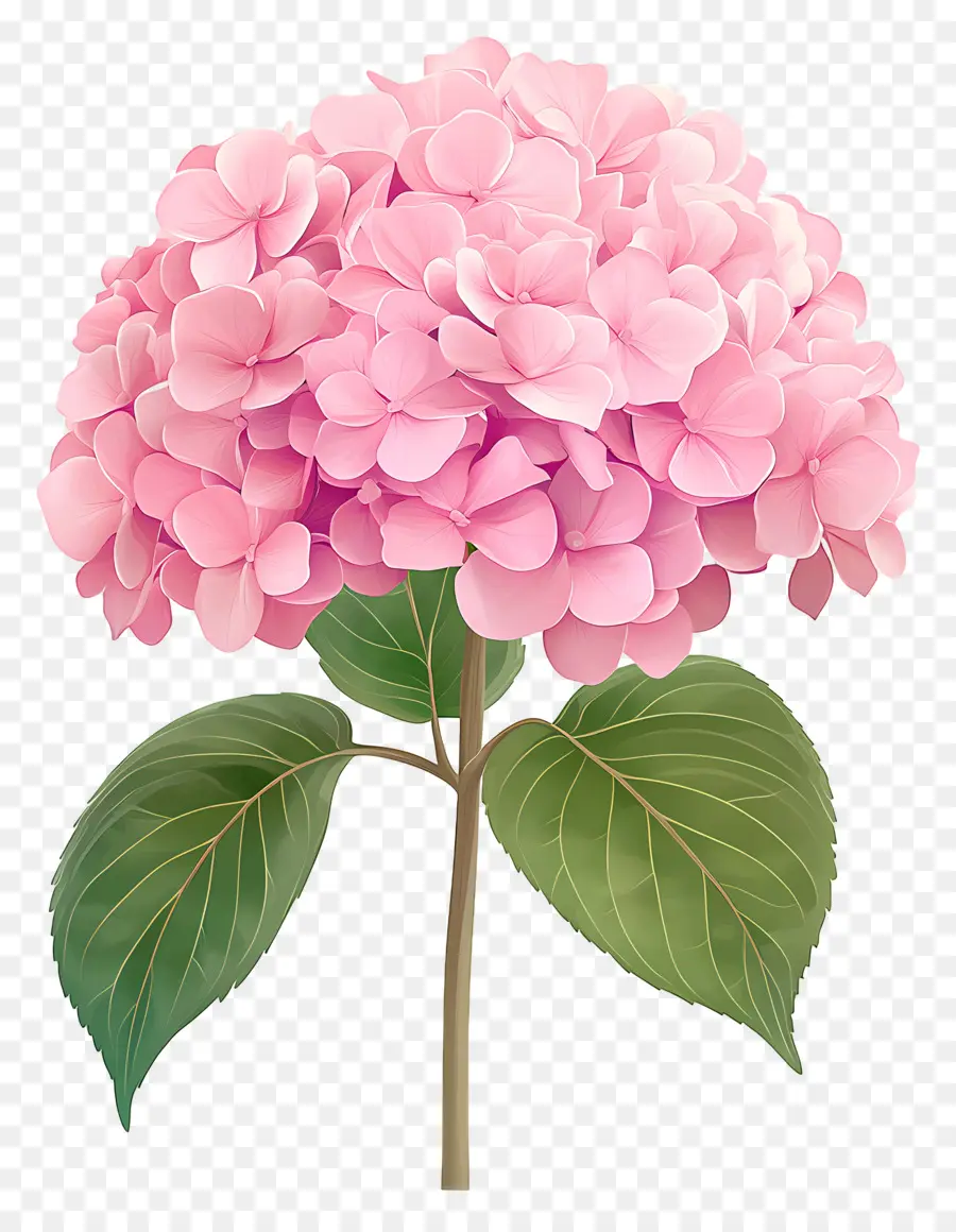 Fleur D'hortensia Rose，Hortensia Rose PNG