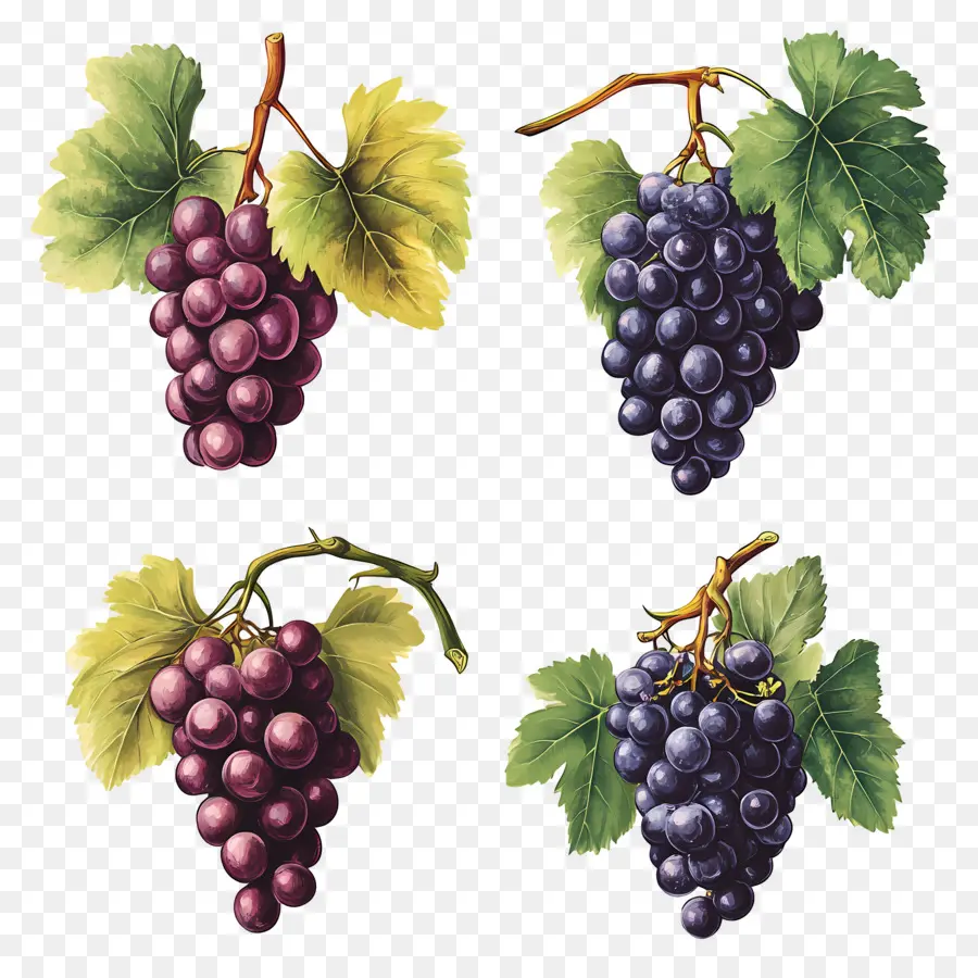 Grappe De Raisin，Raisins PNG