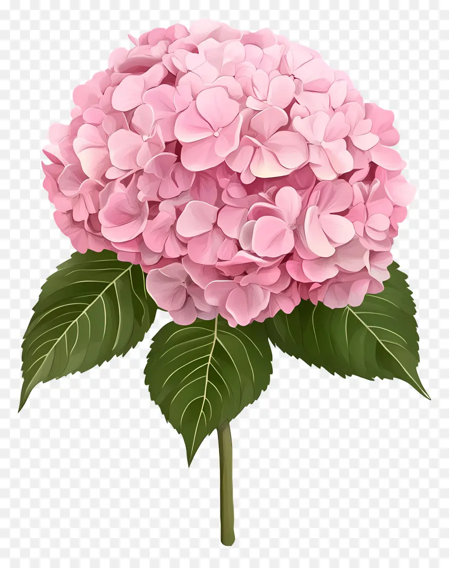 Fleur D'hortensia Rose，Hortensia Rose PNG