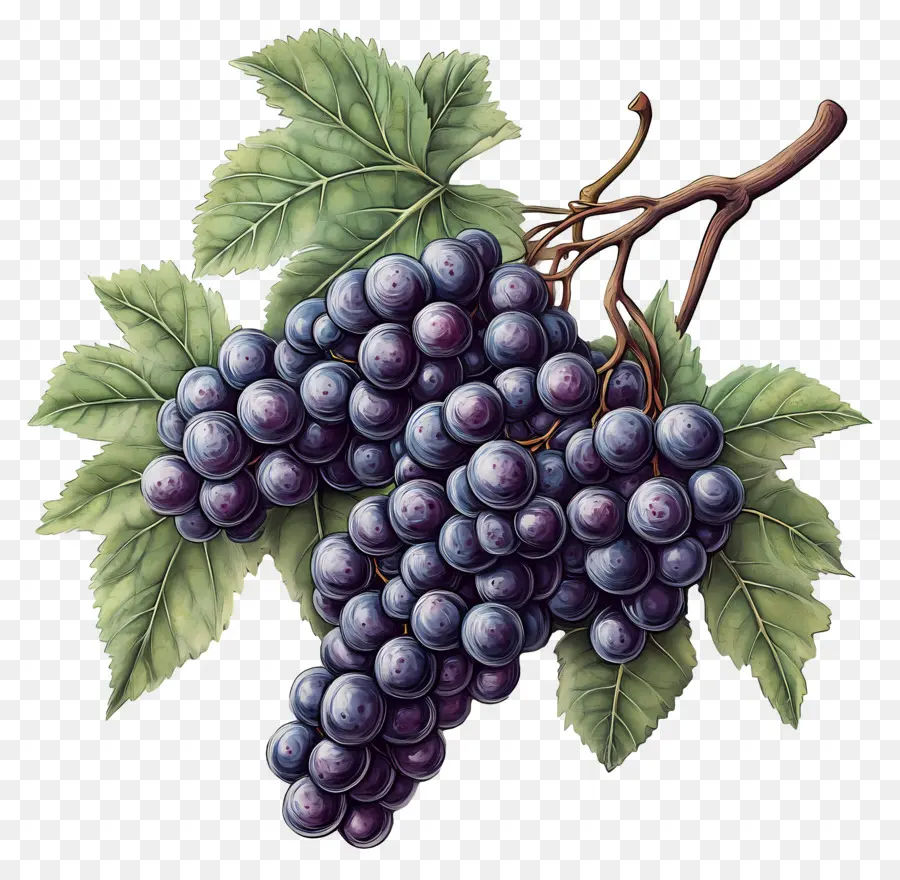 Grappe De Raisin，Raisins PNG