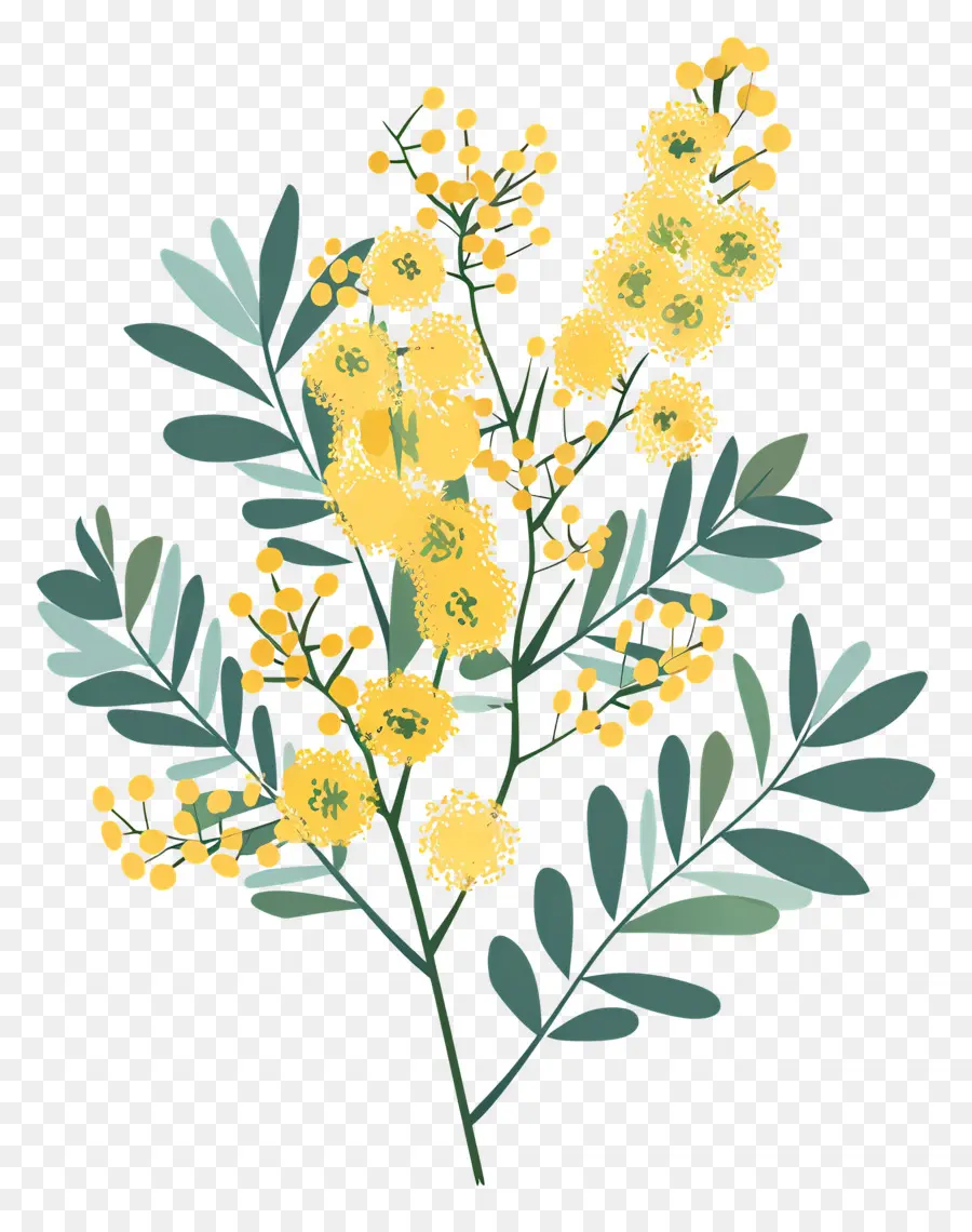 Fleurs De Mimosa，Plante à Fleurs Jaunes PNG