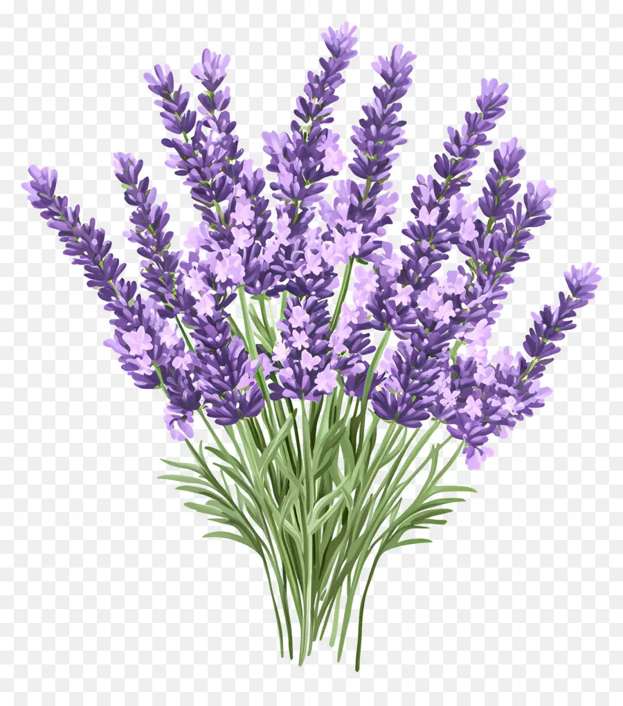 Bouquet De Lavande，Lavande PNG