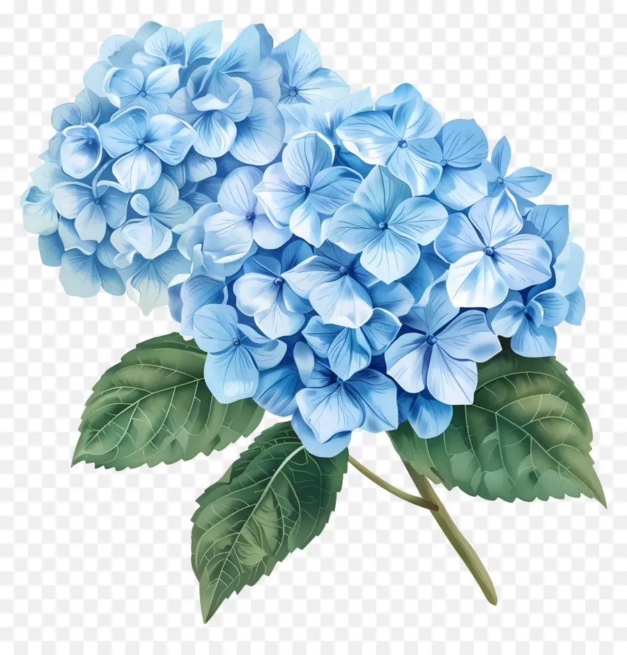 Fleur D'hortensia Bleue，Hortensia PNG