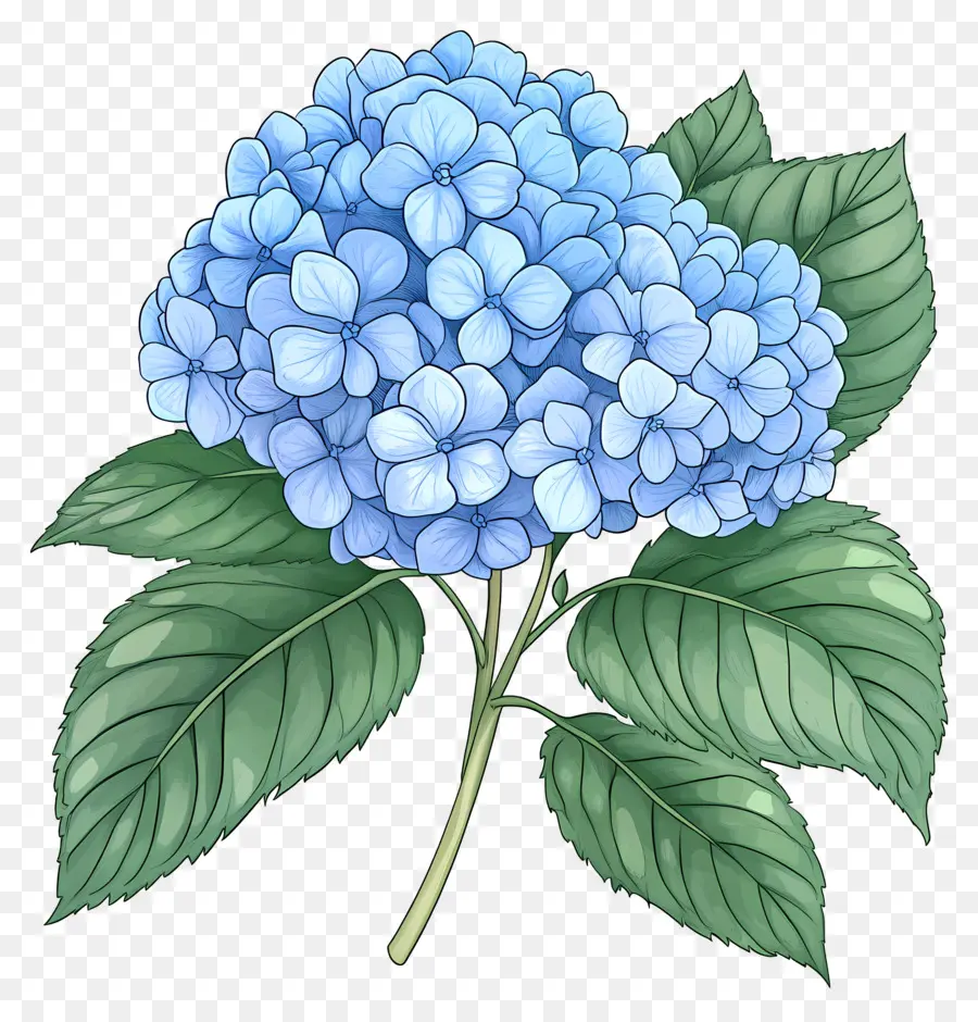 Fleur D'hortensia Bleue，Hortensia Bleu PNG