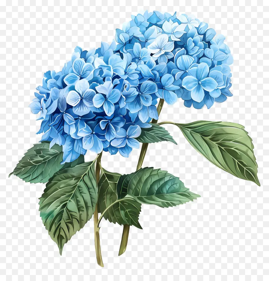 Bouquet D'hortensias，Hortensia Bleu PNG