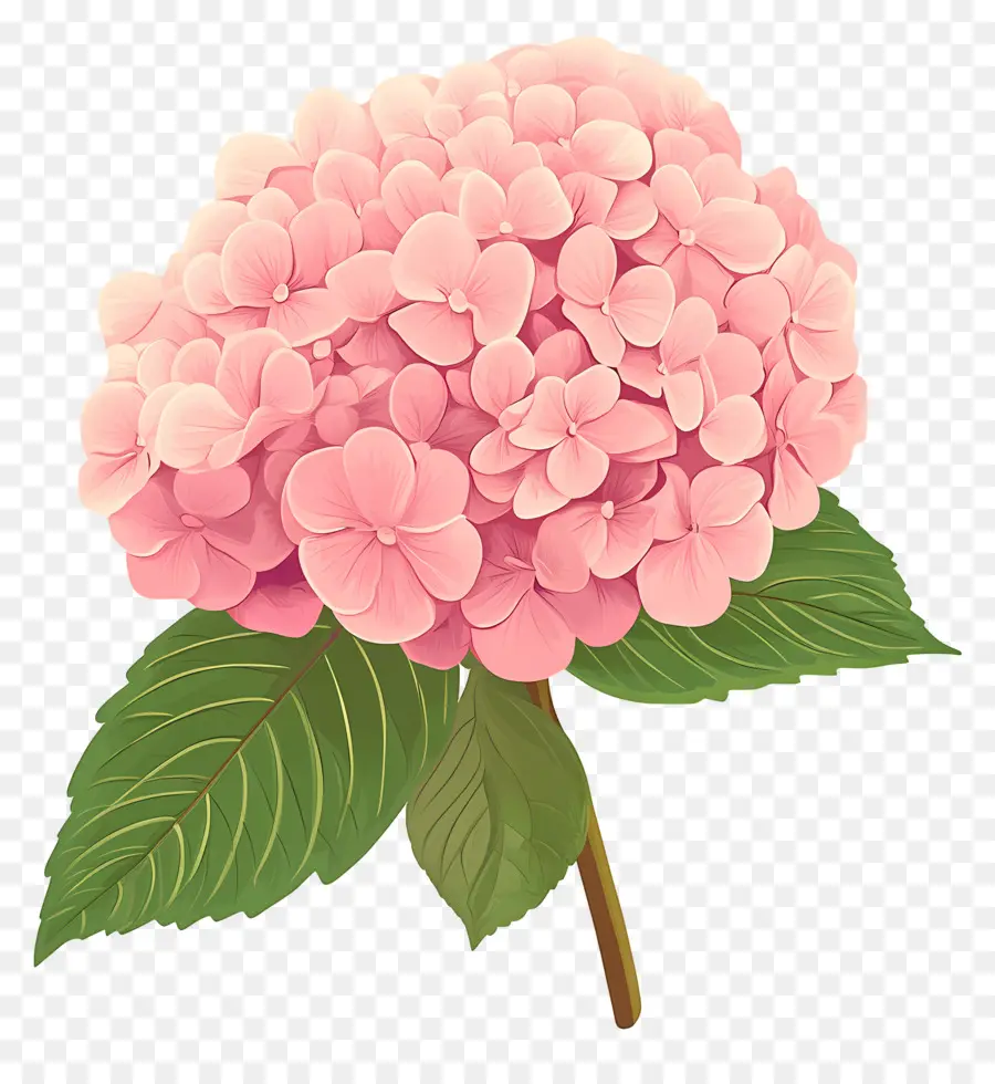 Fleur D'hortensia Rose，Fleurs Roses PNG