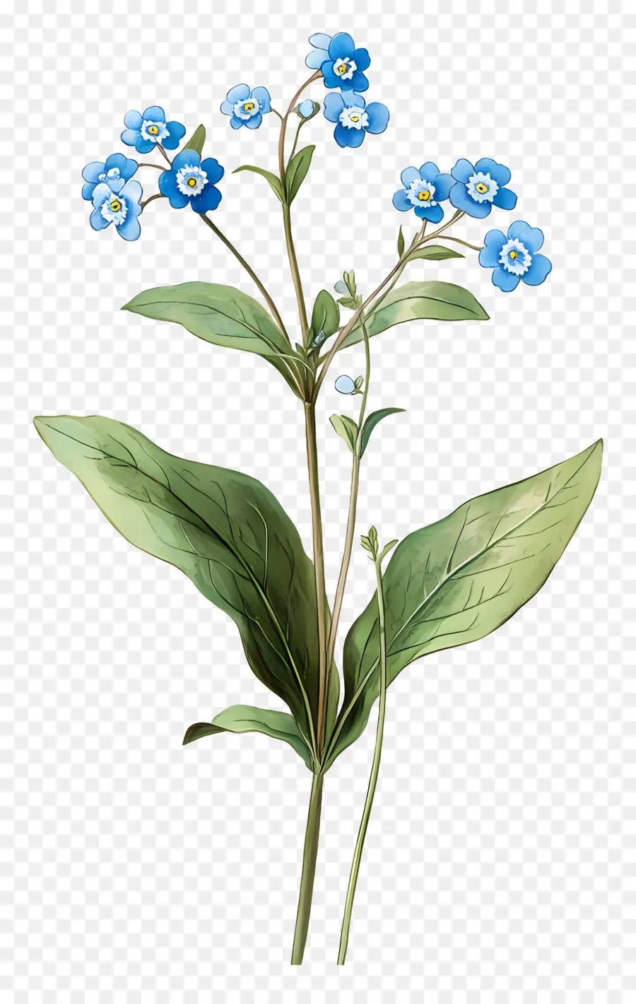 Ne M'oublie Pas Pas De Fleurs，Fleurs Bleues PNG