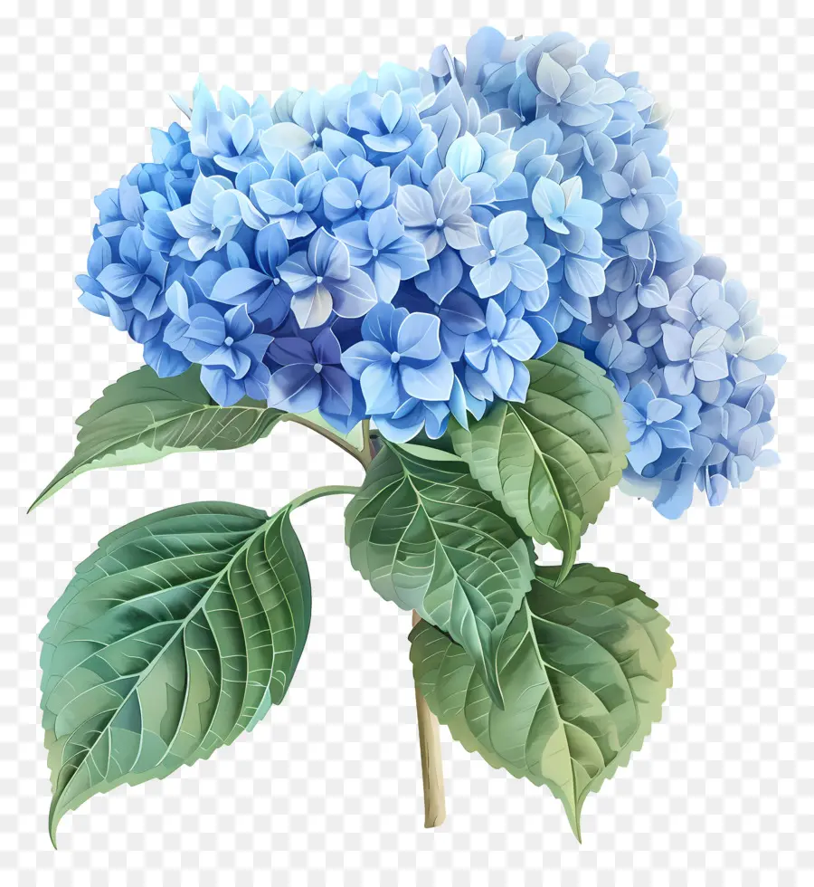 Fleur D'hortensia Bleue，Hortensia PNG