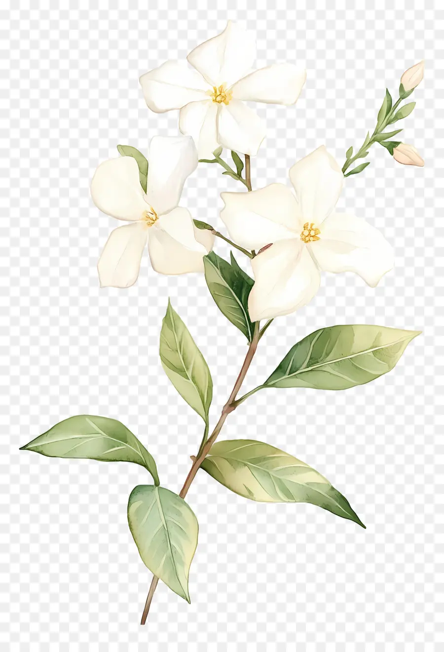 Fleur De Jasmin，Fleurs Blanches PNG