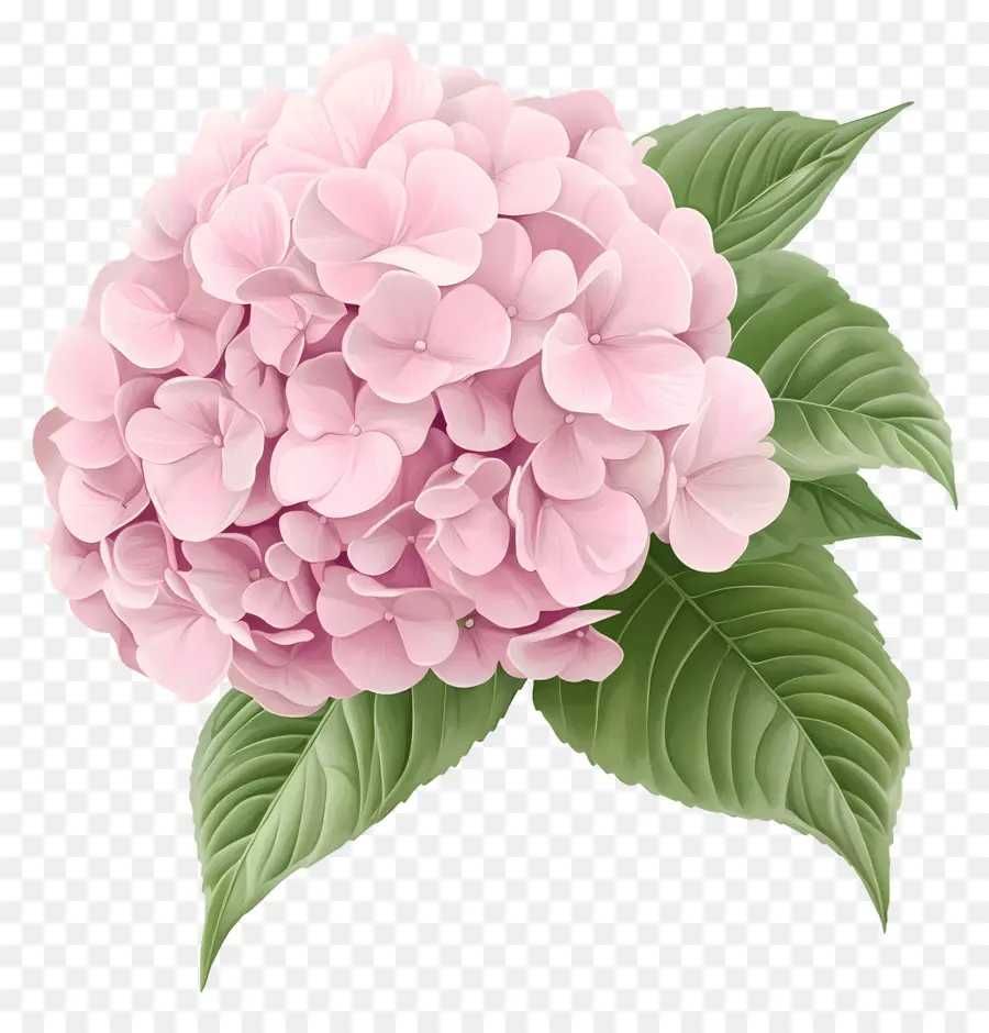 Fleur D'hortensia Rose，Hortensia Rose PNG