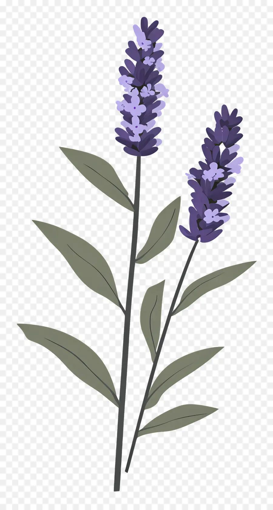 Fleur De Lavande，Lavande PNG