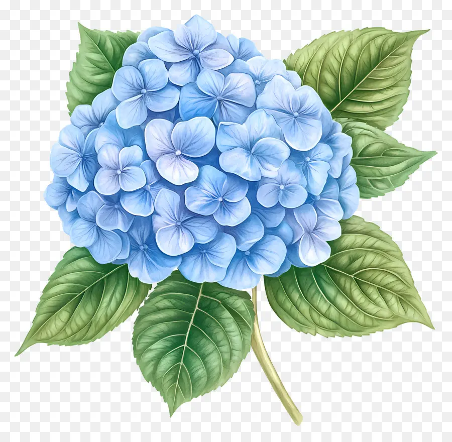 Fleur D'hortensia Bleue，Hortensia Bleu PNG