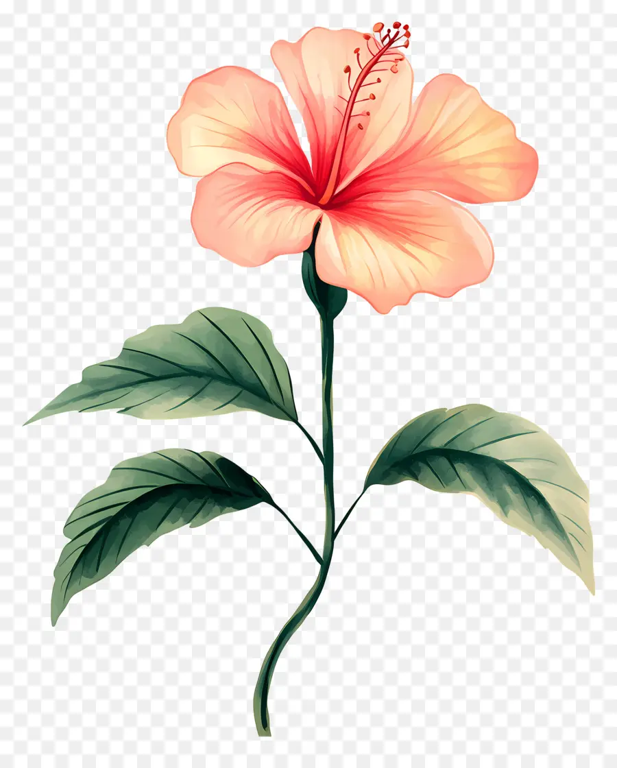 Fleur Tropicale，Hibiscus Rose PNG