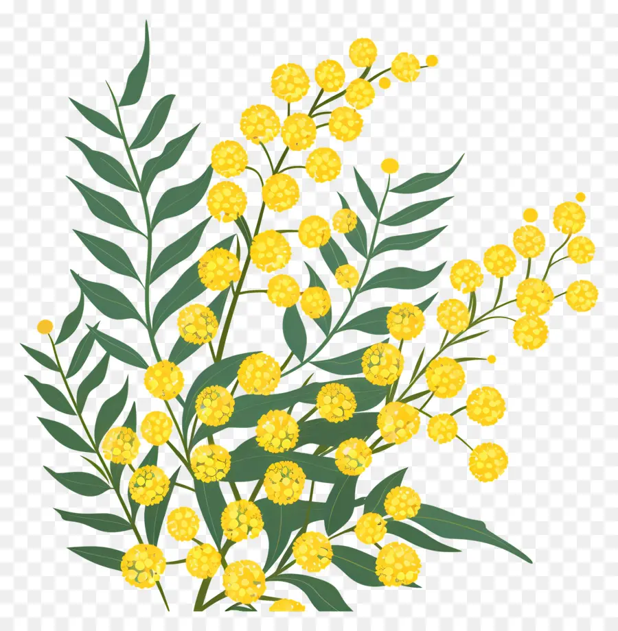 Fleurs De Mimosa，Fleurs Jaunes PNG