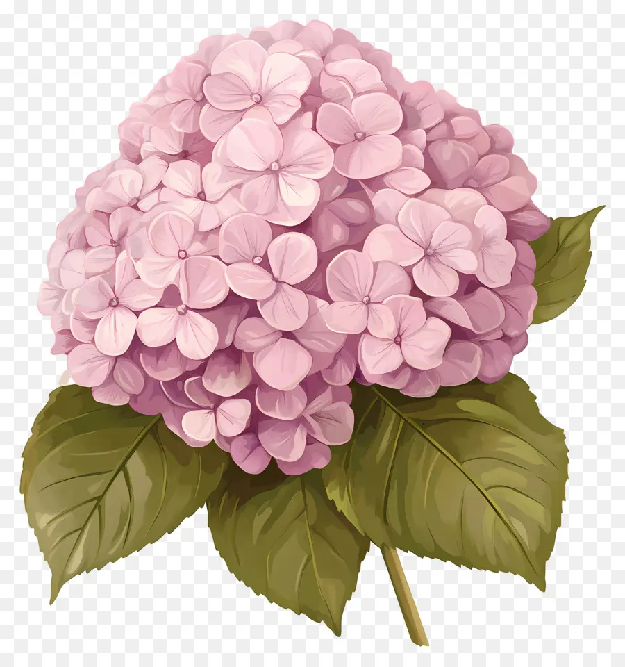 Fleur D'hortensia Rose，Hortensia Rose PNG