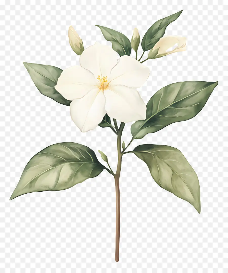 Fleur De Jasmin，Fleur Blanche PNG