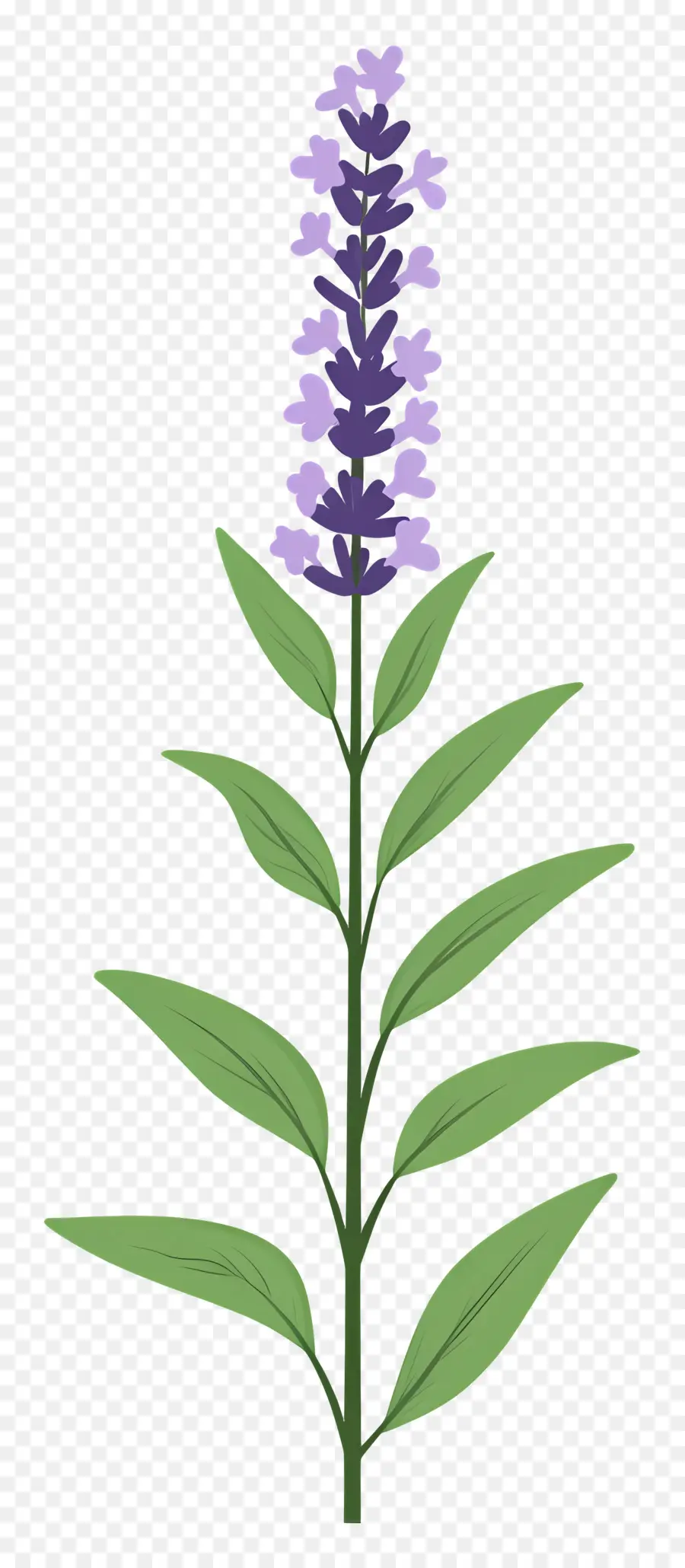 Fleur De Lavande，Violet PNG