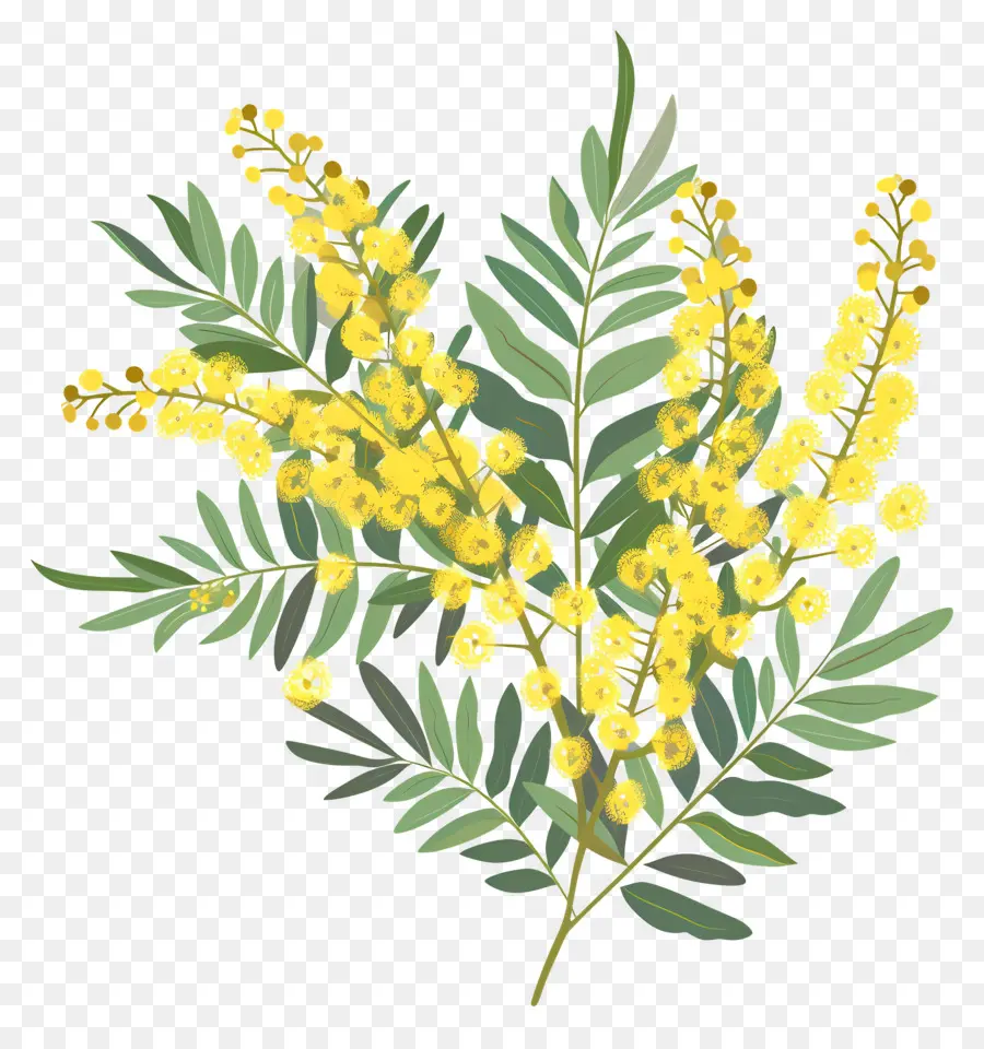 Fleurs De Mimosa，Plante à Fleurs Jaunes PNG