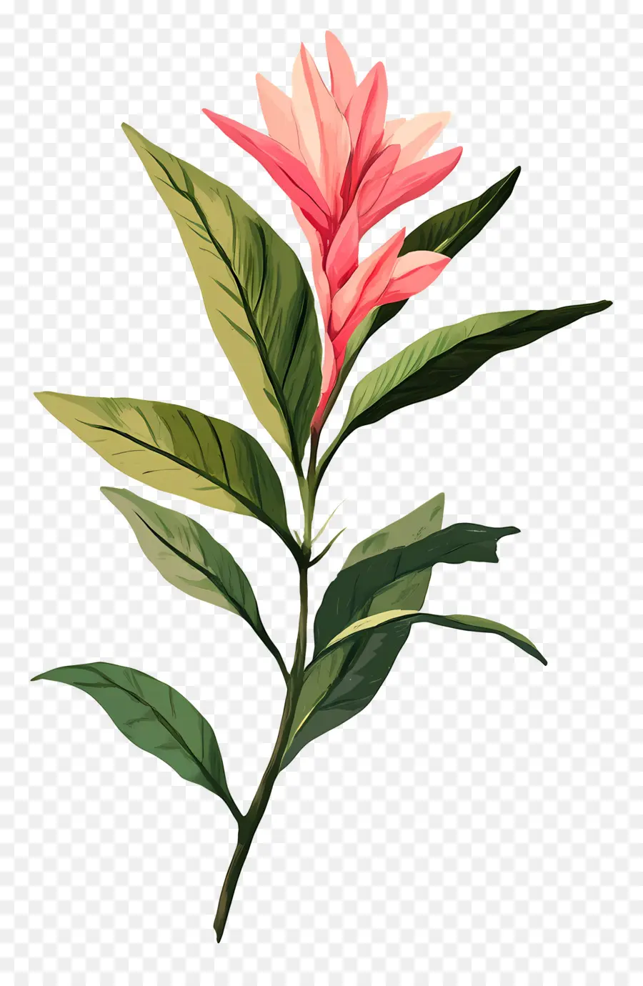 Fleur Tropicale，Fleur PNG