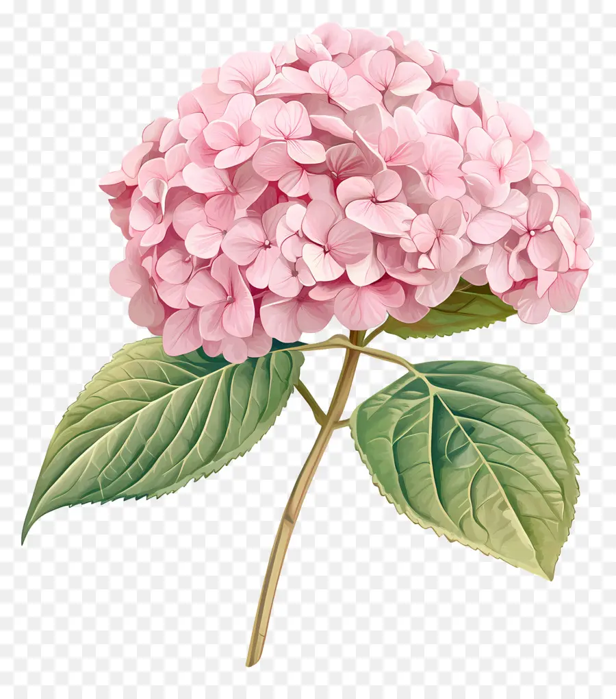 Fleur D'hortensia Rose，Hortensia PNG