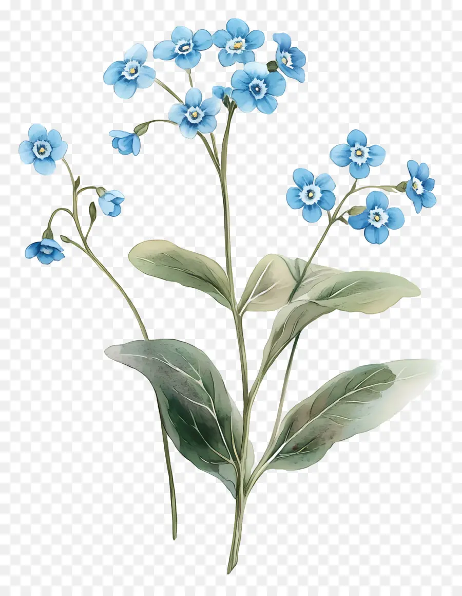 Ne M'oublie Pas Pas De Fleurs，Fleurs Bleues PNG