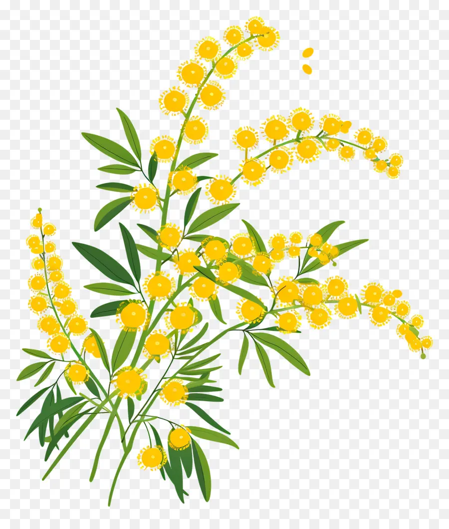 Fleurs De Mimosa，Fleurs Jaunes PNG