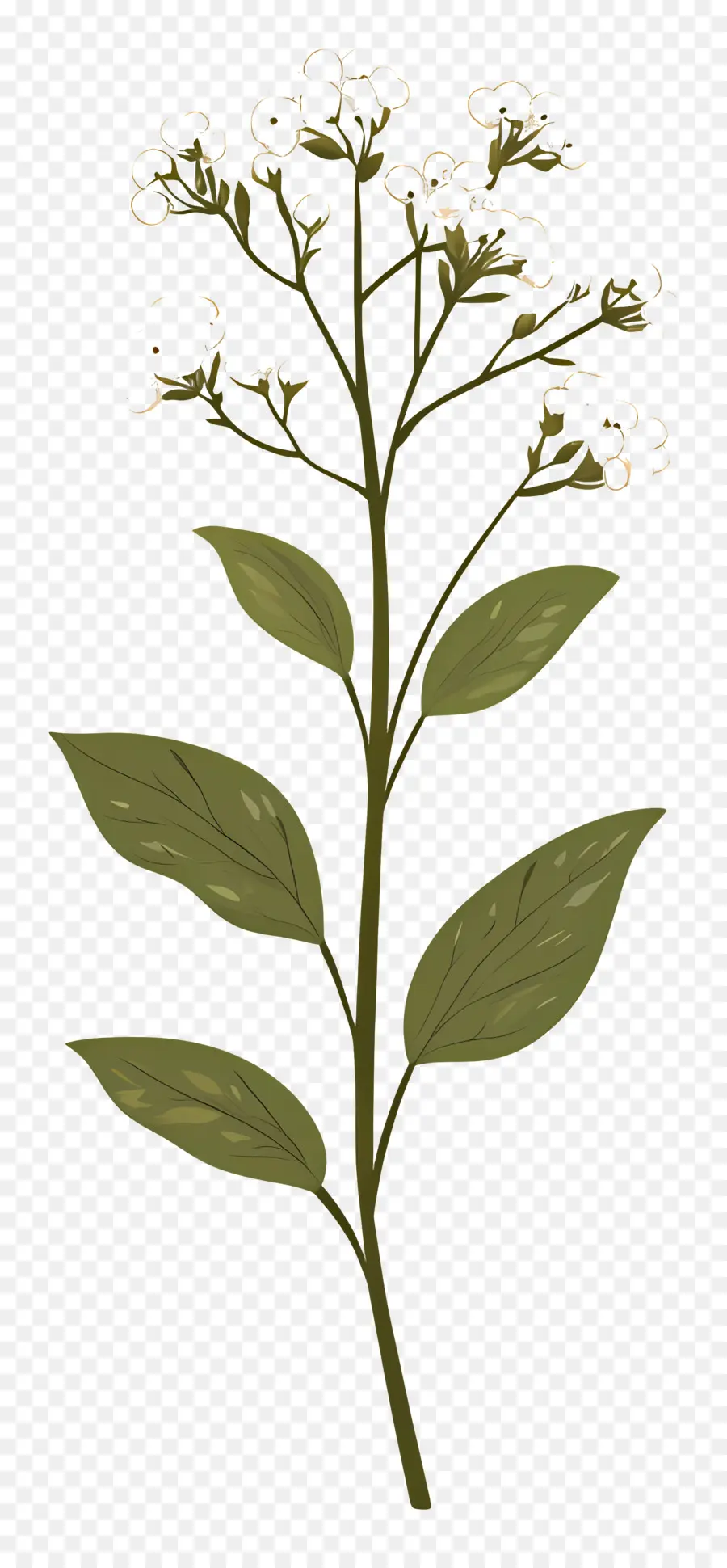 Fleur De Souffle De Bébé，Fleur PNG