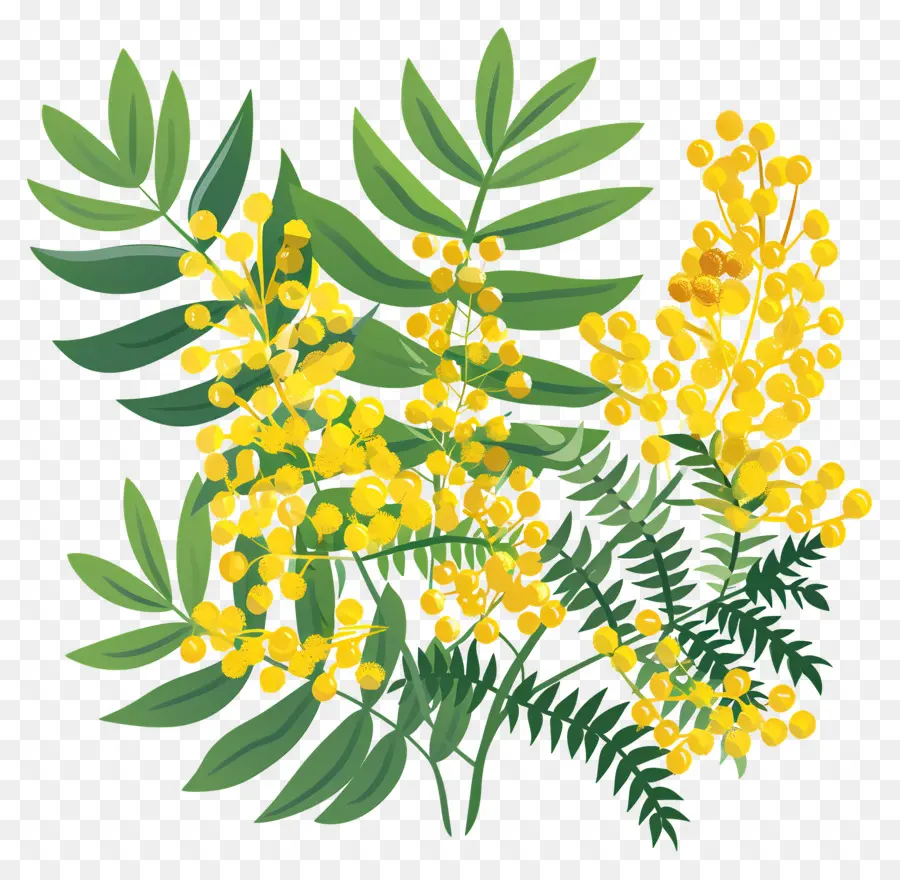 Fleurs De Mimosa，Fleurs Jaunes PNG