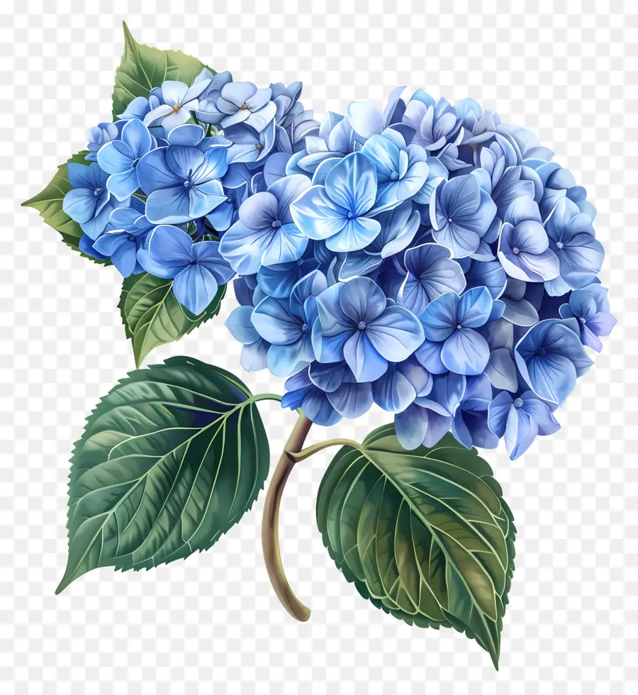 Fleur D'hortensia Bleue，Hortensia Bleu PNG