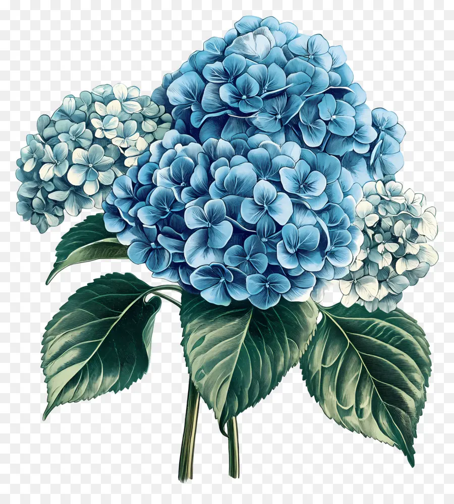 Bouquet D'hortensias，Hortensia Bleu PNG