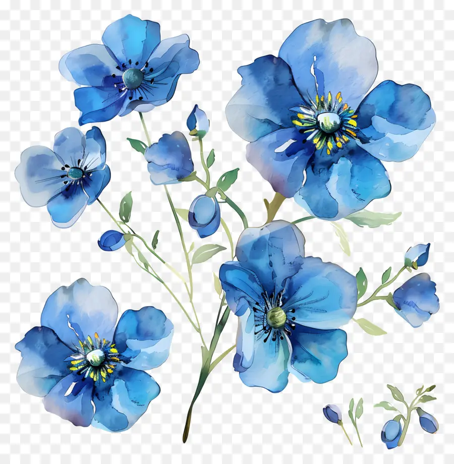 Fleurs Bleues Aquarelles，Fleurs PNG