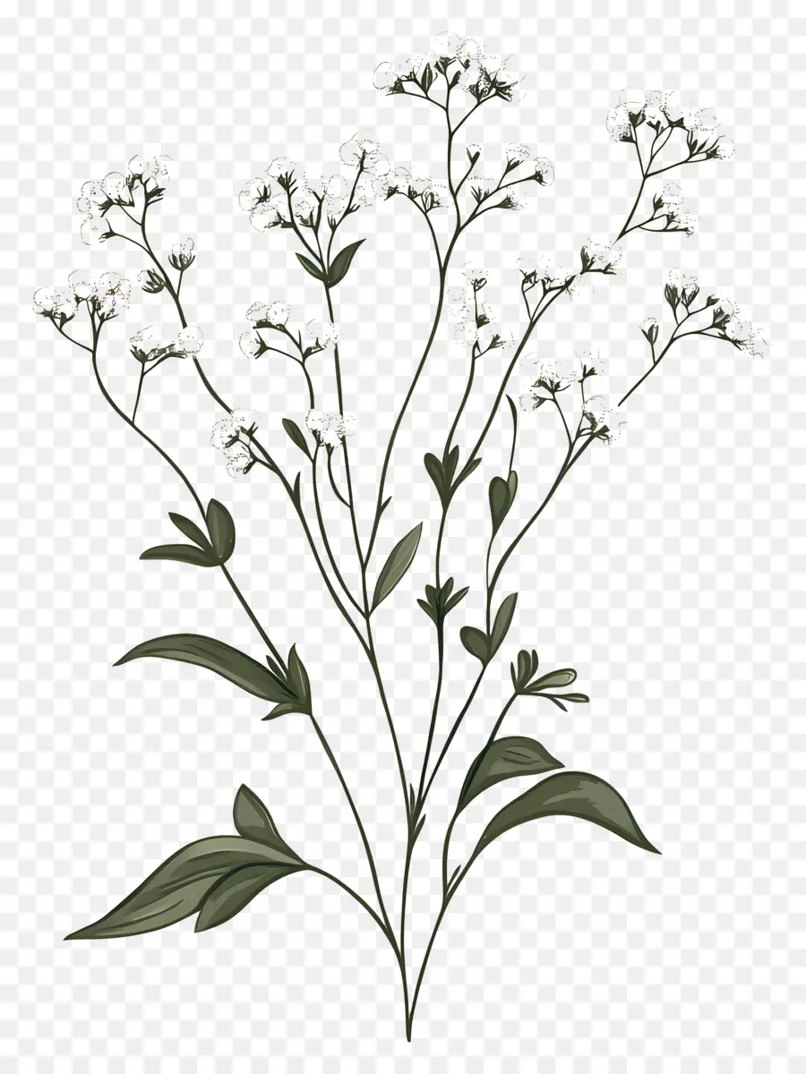 Fleur De Souffle De Bébé，Fleurs Blanches PNG