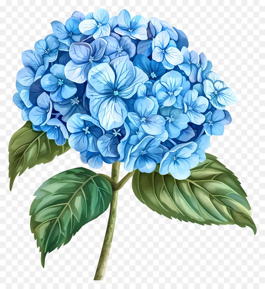 Fleur D'hortensia Bleue，Hortensia Bleu PNG