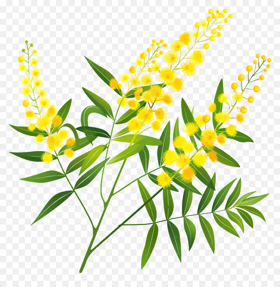 Fleurs De Mimosa，Fleurs Jaunes PNG