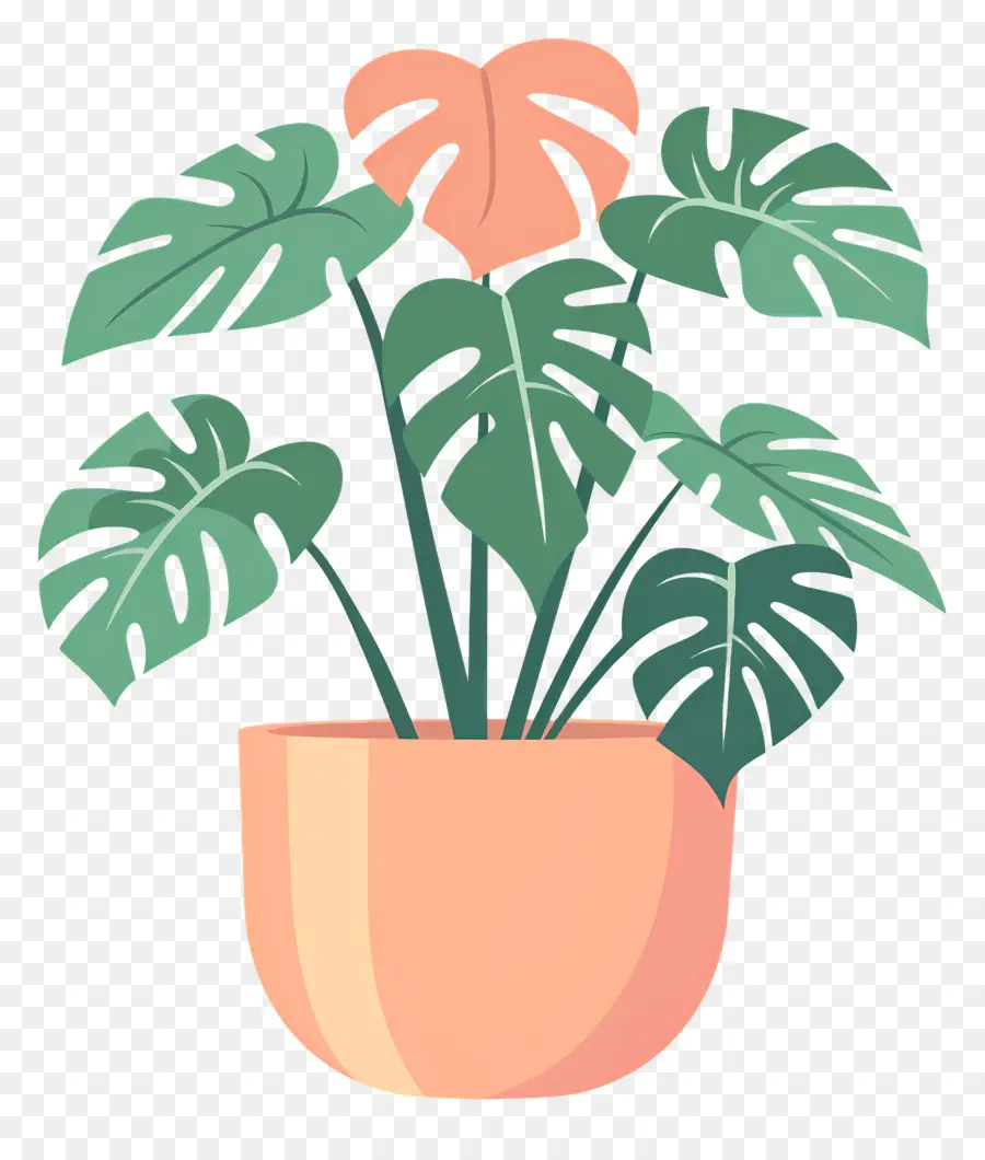 Plante Monstera，Plante En Pot PNG