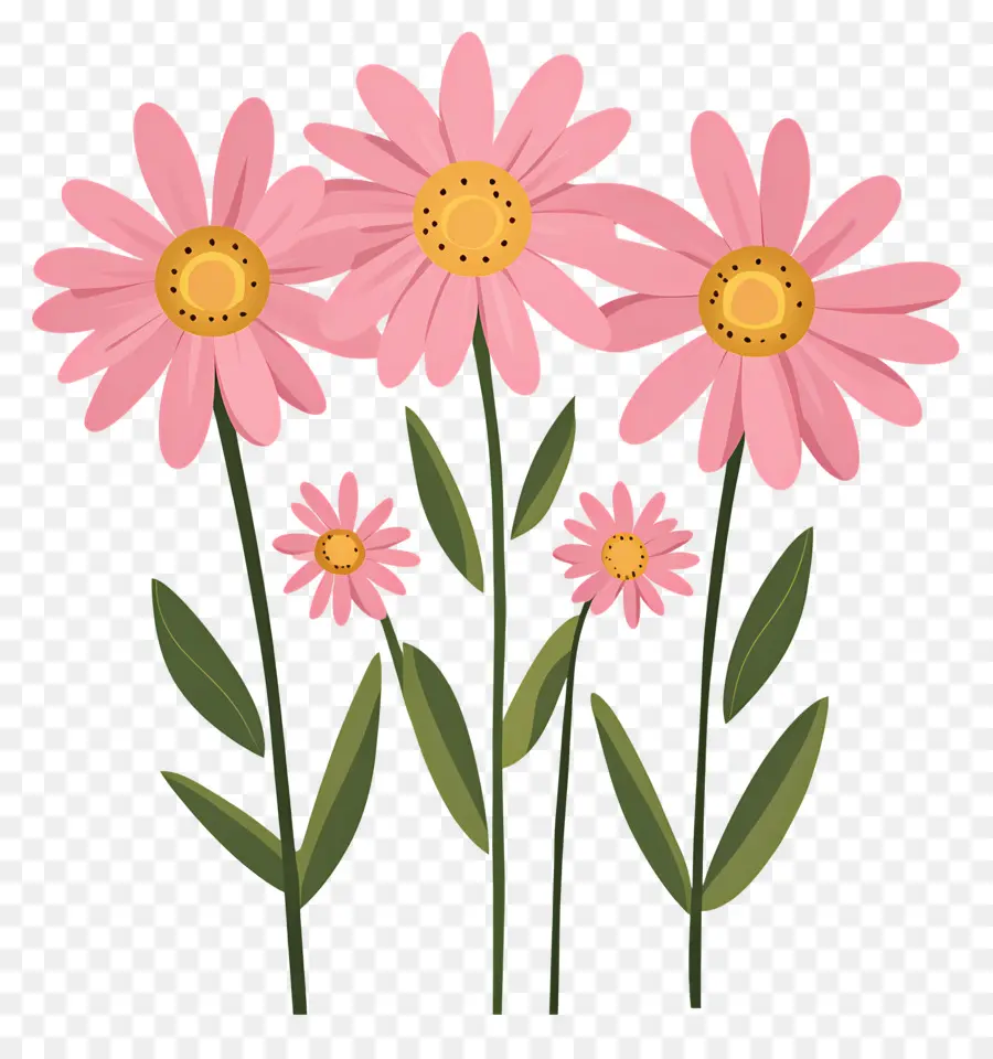 Fleurs De Marguerite Rose，Fleurs Roses PNG