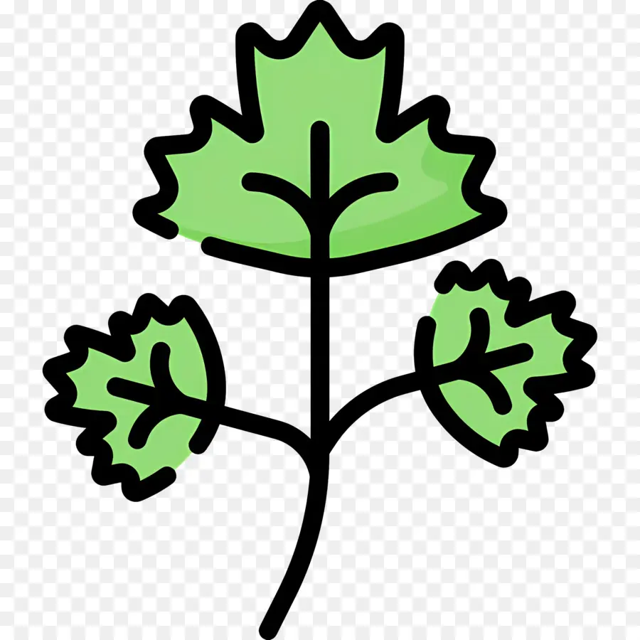 Persil，Plante Verte PNG