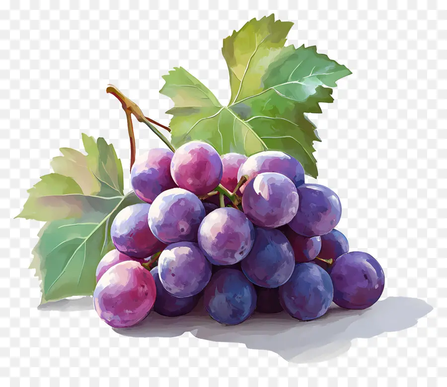 Grappe De Raisin，Raisins Violets PNG