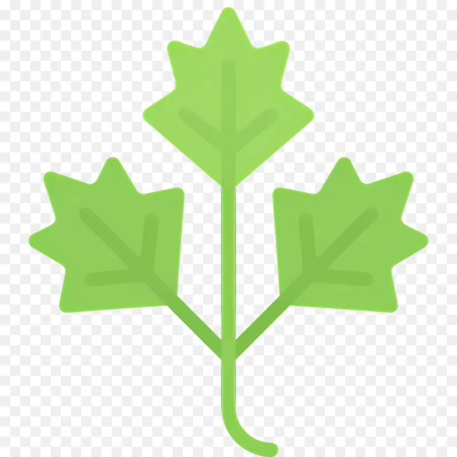 Persil，Plante Verte PNG