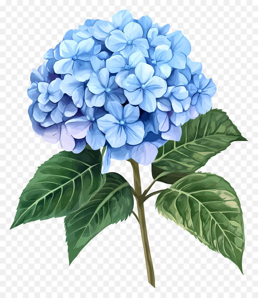 Fleur D'hortensia Bleue，Fleurs Violettes PNG