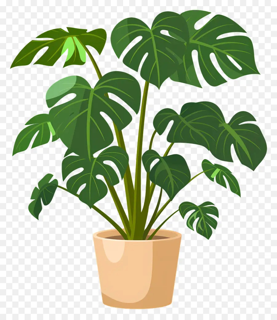 Plante Monstera，Plante En Pot PNG