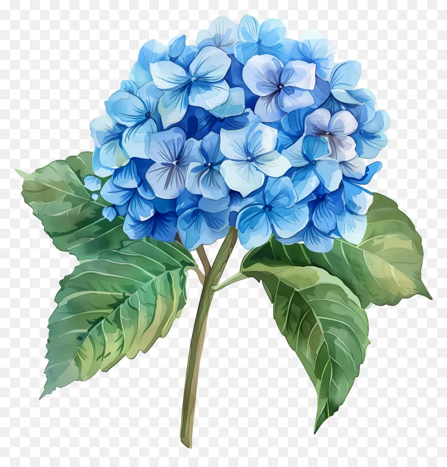 Fleur D'hortensia Bleue，Fleurs Violettes PNG