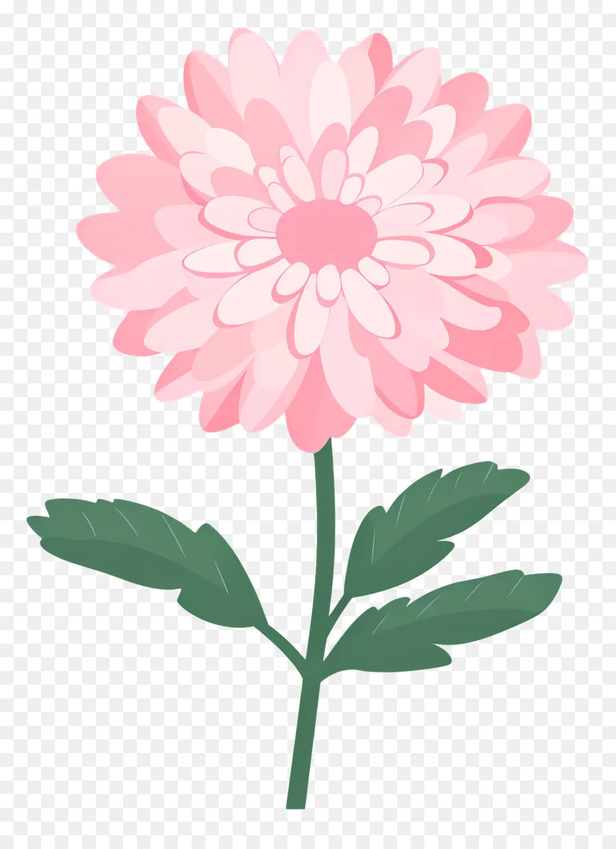 Fleur De Chrysanthème Rose，Fleur Rose PNG