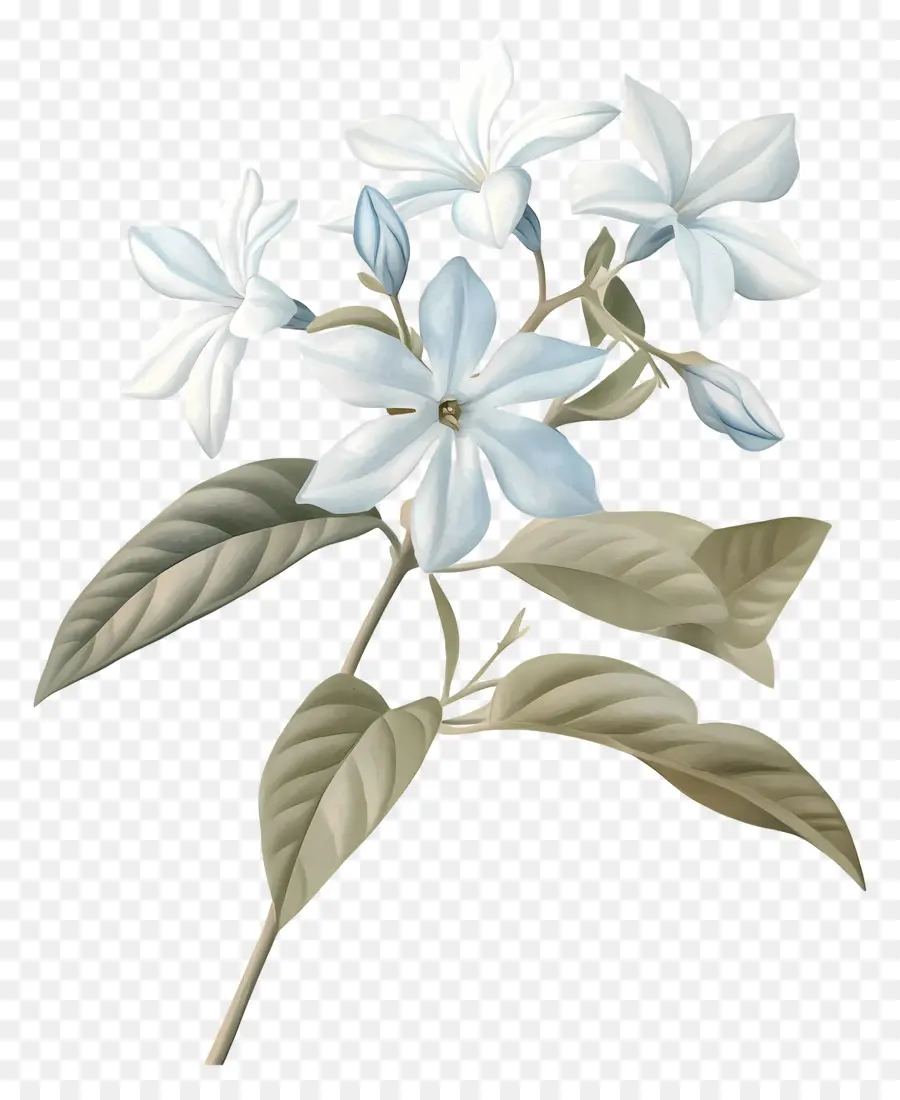 Fleur De Jasmin，Fleurs Blanches PNG