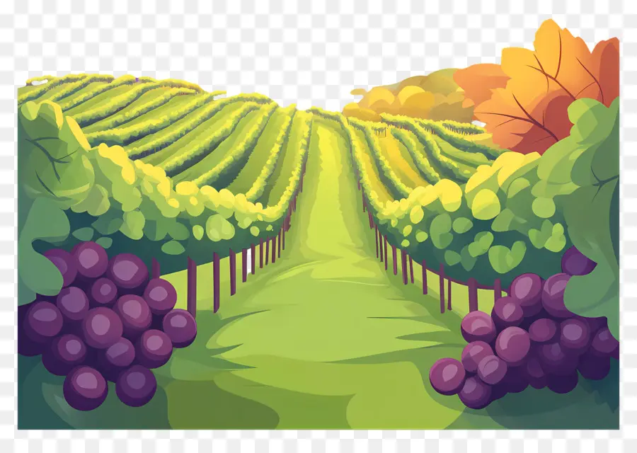 Vignoble，Raisins PNG